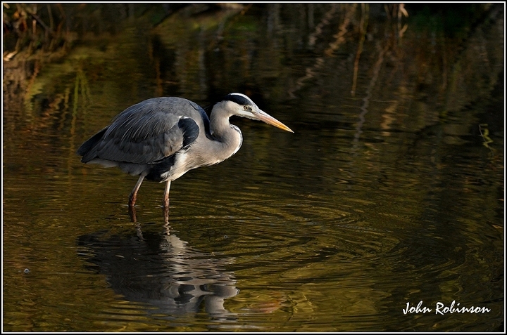 Nice surprise+reflection !!