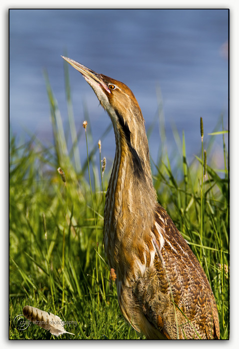 Bittern Calling