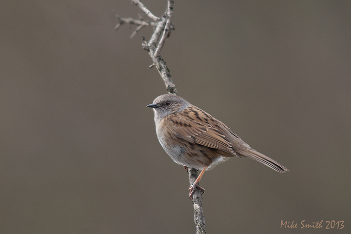 Dunnock