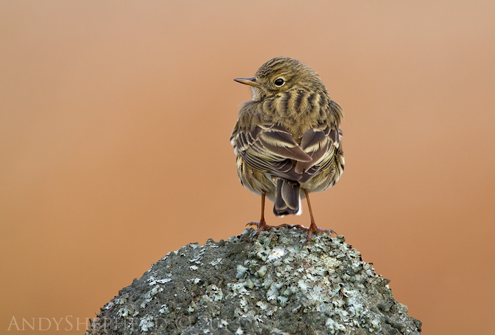 Meadow Pipit