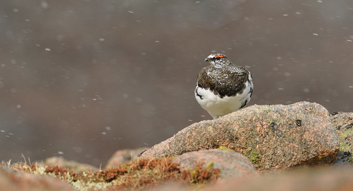 Ptarmigan