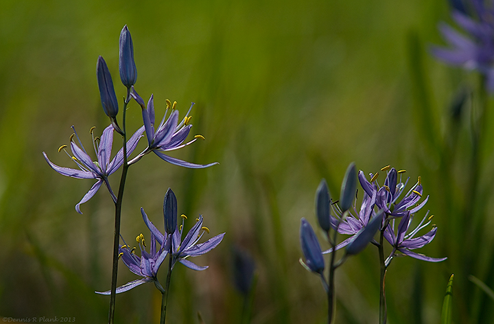 Camas starting to bloom