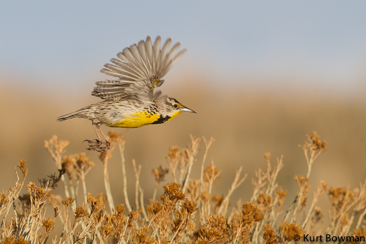 Western Meadowlark