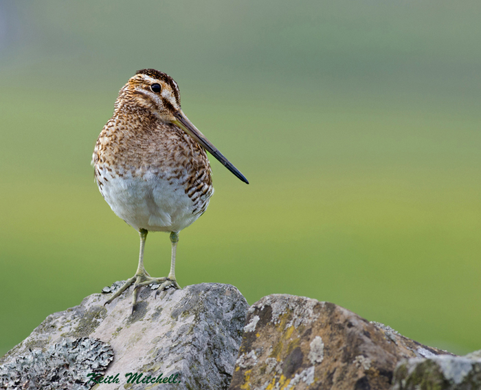 Snipe + Buttercups.