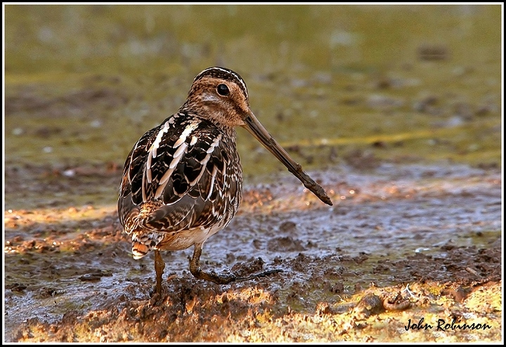 Glorious mud