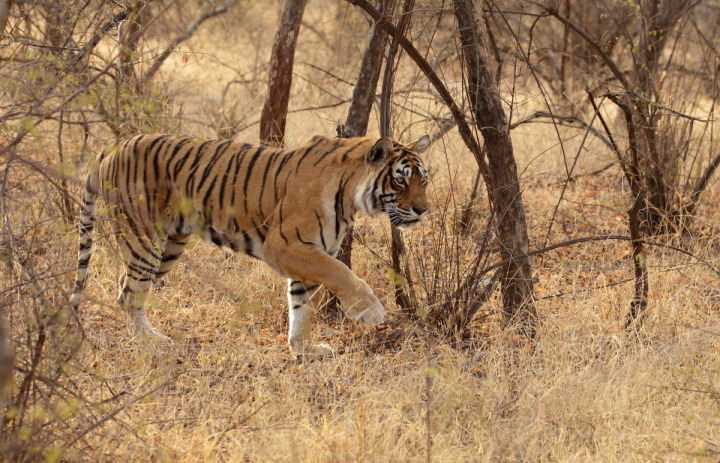 The Queen of Ranthambhore