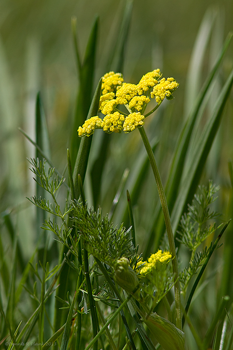 Spring Gold