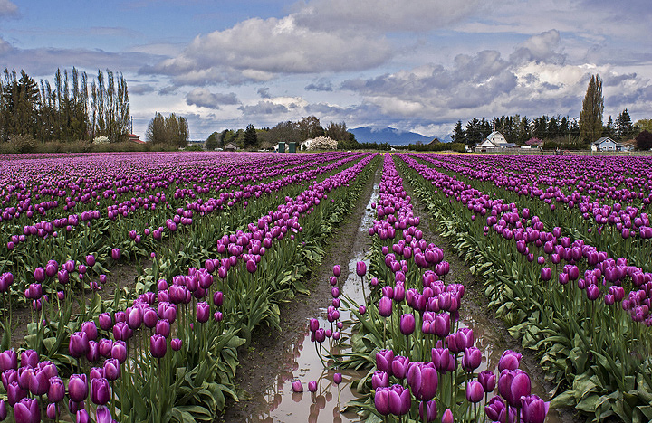 Tulip Time