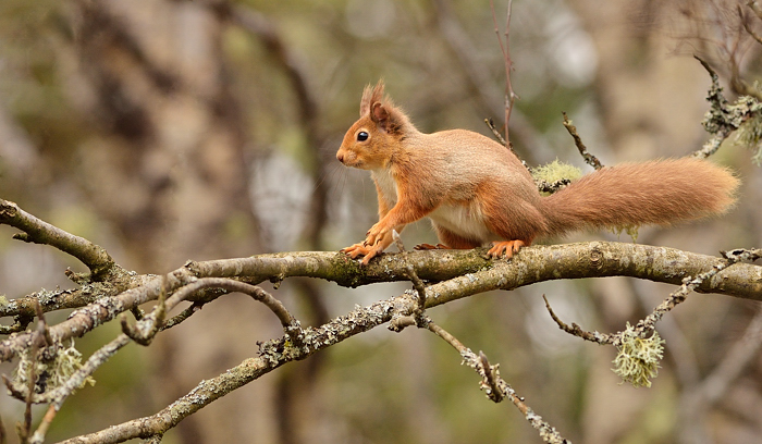 Red squirrel