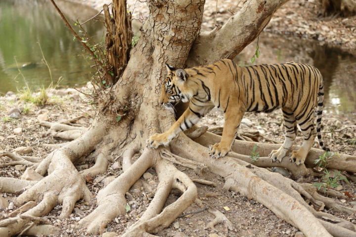 Sultan of Ranthambhore