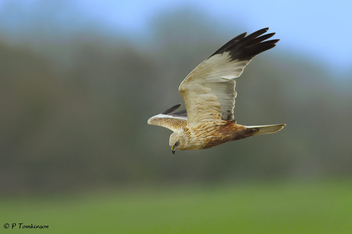 Marsh Harrier