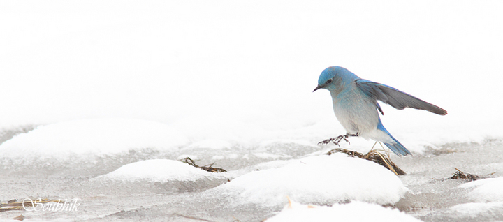 Bluebirds again