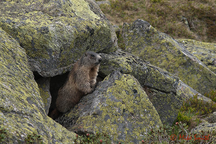 close encounter with....