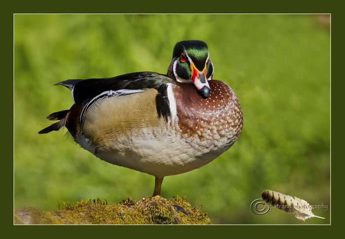 Wood Duck