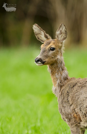 Close-up