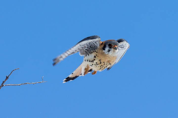 Kestrel - Well-Lit