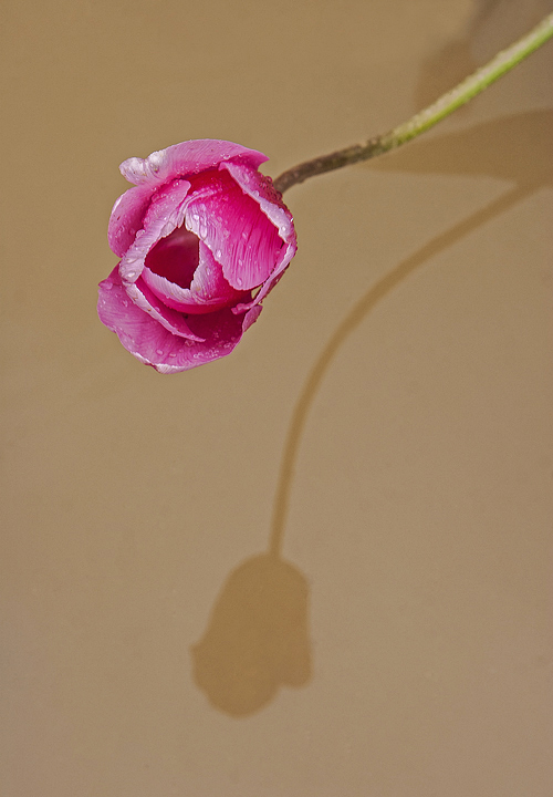 Shadowplay