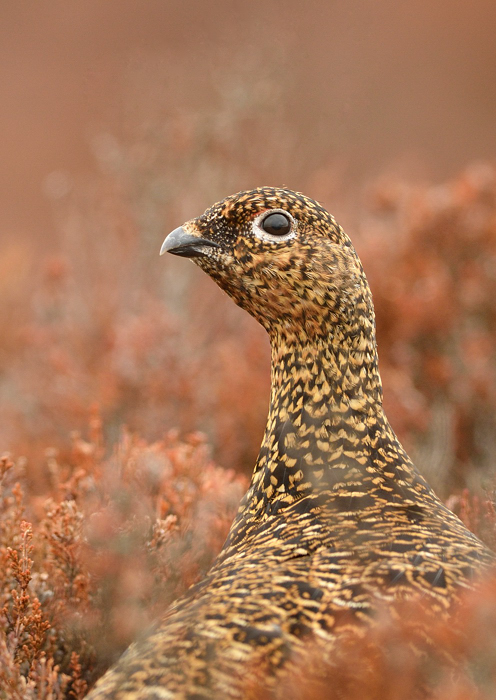 Female red grouse