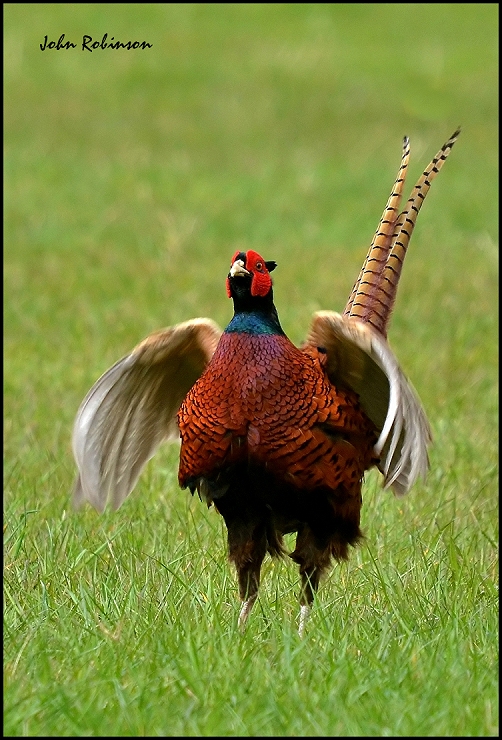 Caught in mid "Cockup" as we used to call it