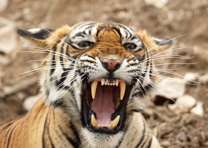 Mala snarling
