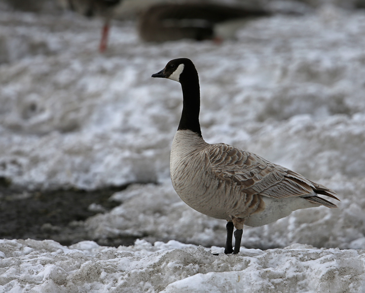 Leucistic Canada Goose