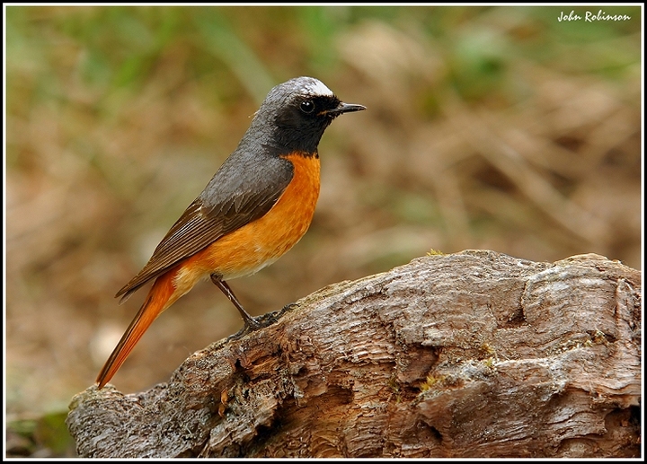 Redstart