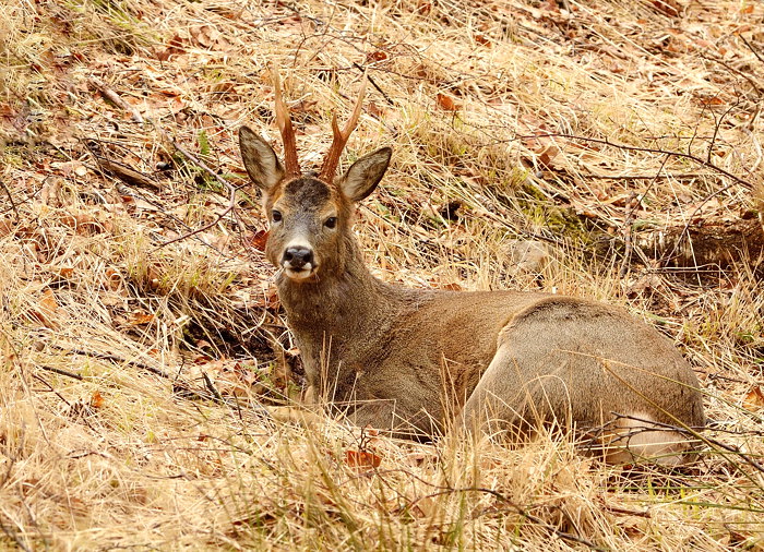 Roe in repose