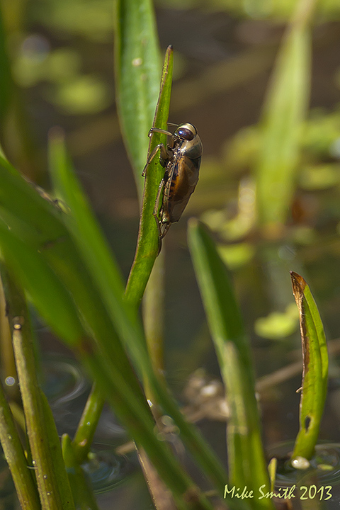 Sunning water boatman