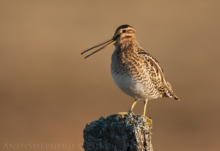 Common Snipe