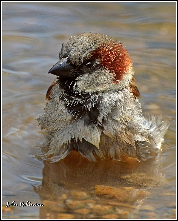 Humble but smart birds