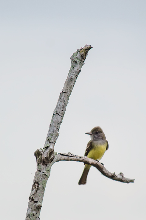Great Crested Flycatcher