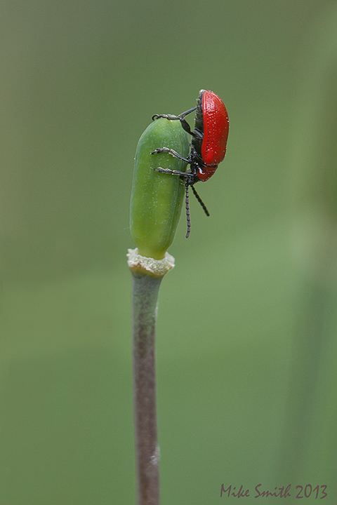 Red lilly beetle