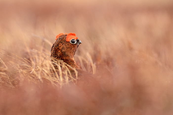 Male red grouse + Re-post