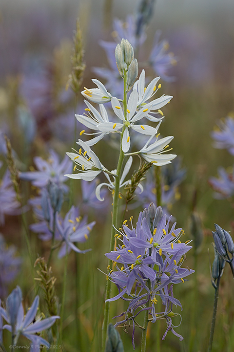 Camas Bloom Update-South Sound Prairies