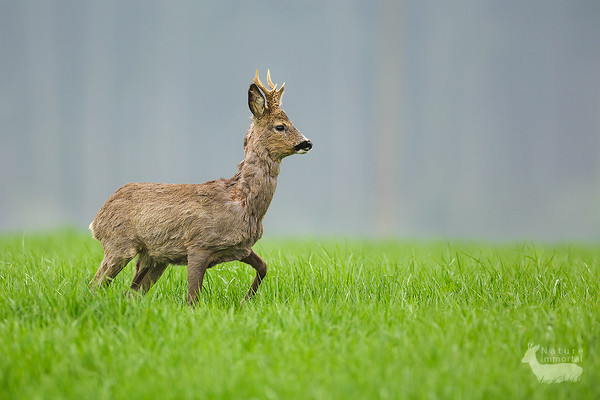 Buck