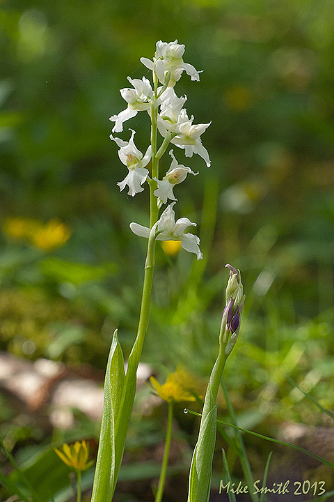 EPO alba