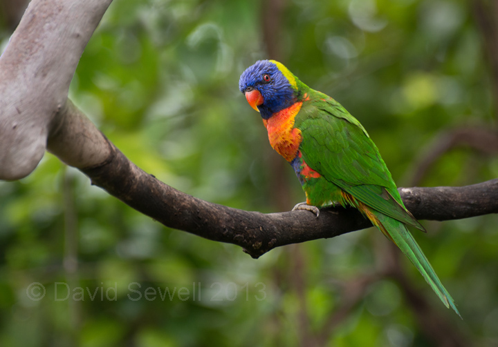 Rainbow lorikeet