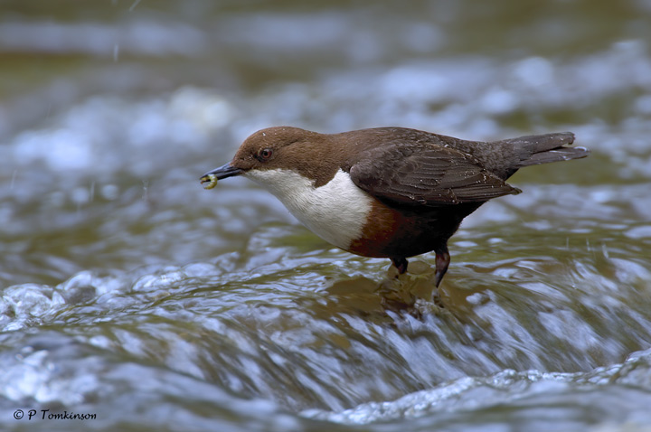Dipper 