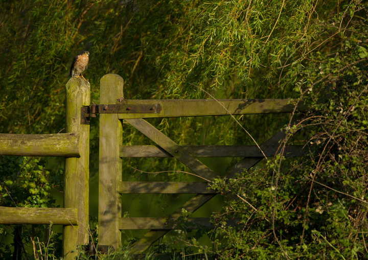 The Gate Keeper