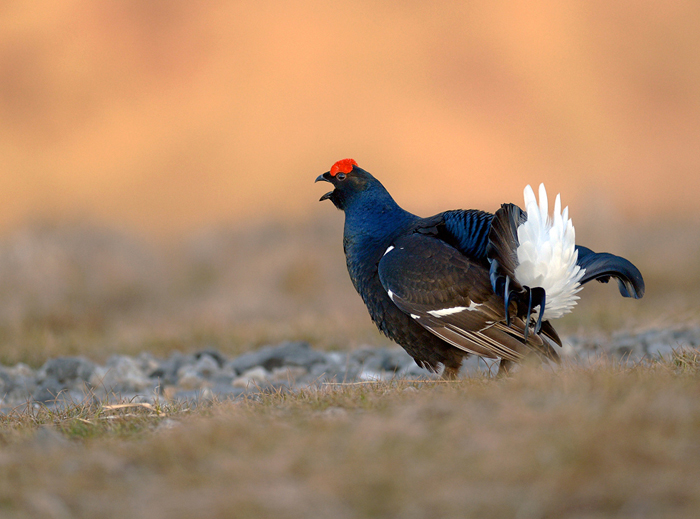 Black Grouse.