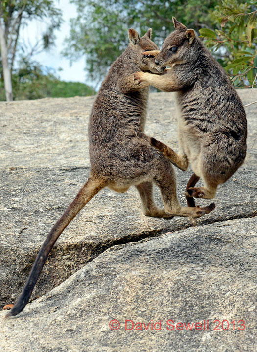 Sparring partners