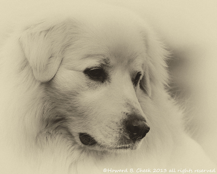 'Jed'  (Great Pyrenees)