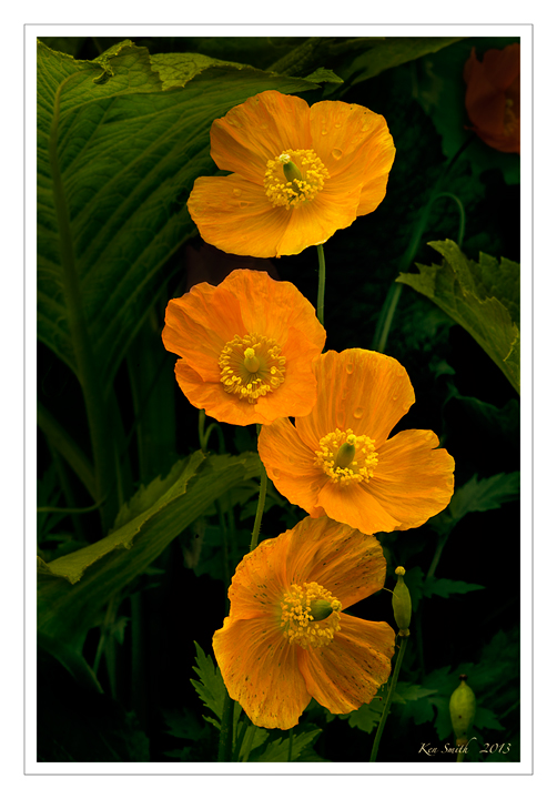 Soos Creek Botanical Garden - Auburn, Wa
