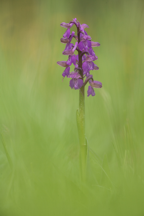 Anacamptis morio