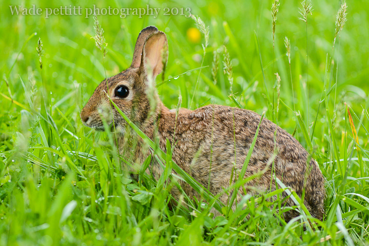 Ridgefield bunny