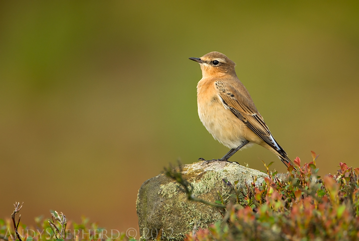 Wheatear