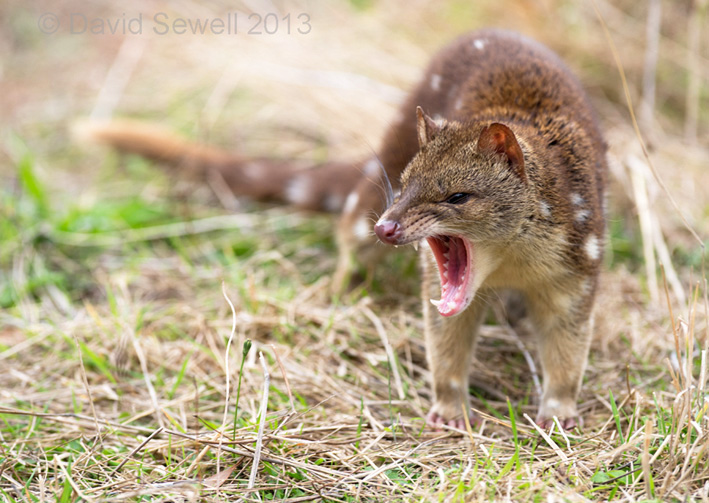 Spot-tailed quoll (c)