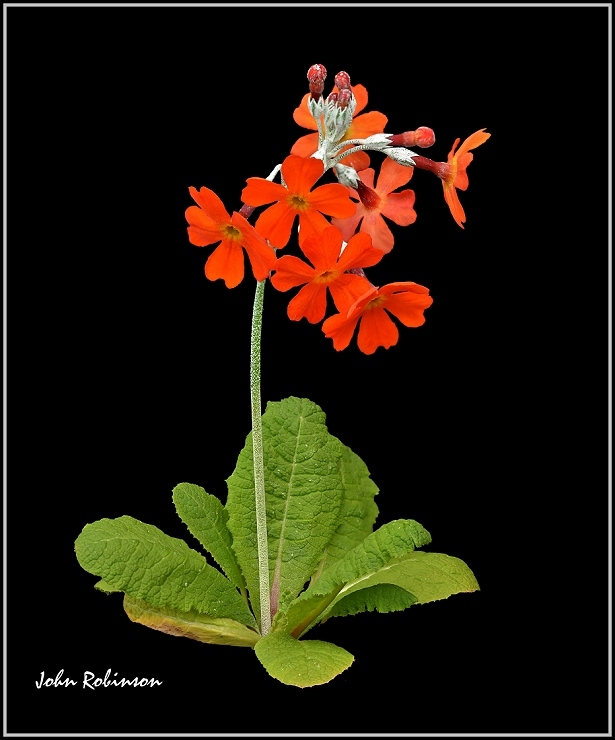 Primula Cockburniana