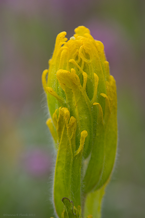Western Washington Prairies Shoot (May 18th)