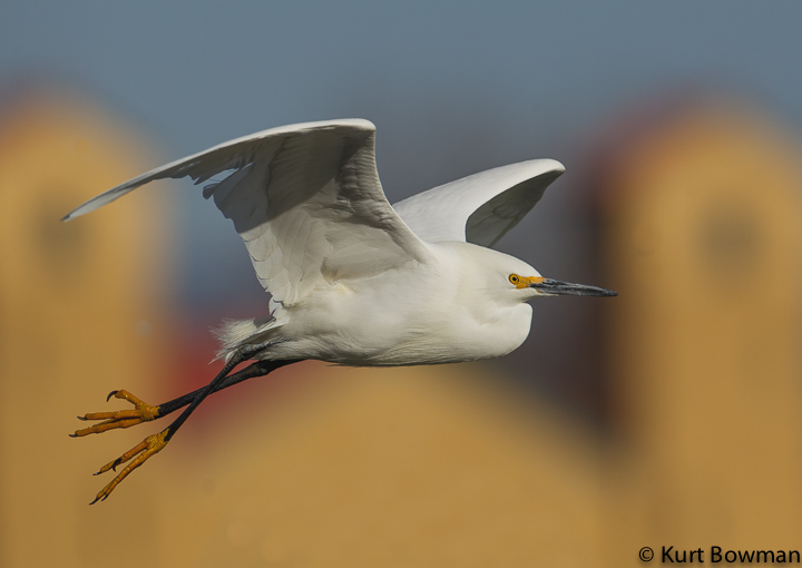 Snowy Egrets
